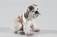 Dahl Jensen
English Bulldog
Puppy 1139